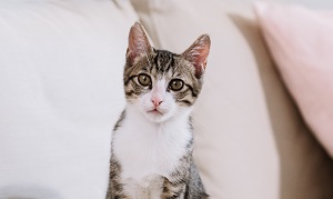 心絲蟲會對貓造成什麼影響?