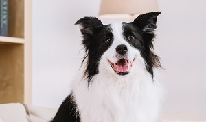 心絲蟲會對狗造成什麼影響?