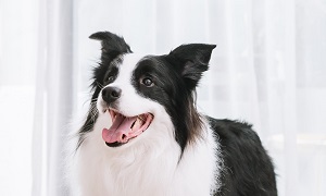 心絲蟲是怎麼傳播的?