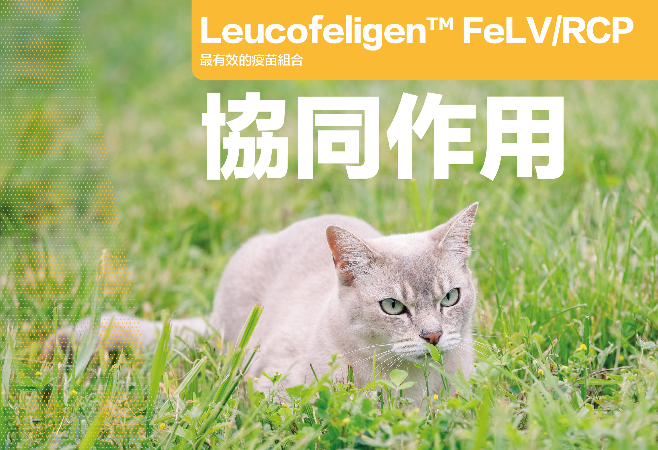 _banner 貓疫苗大dm－5.png