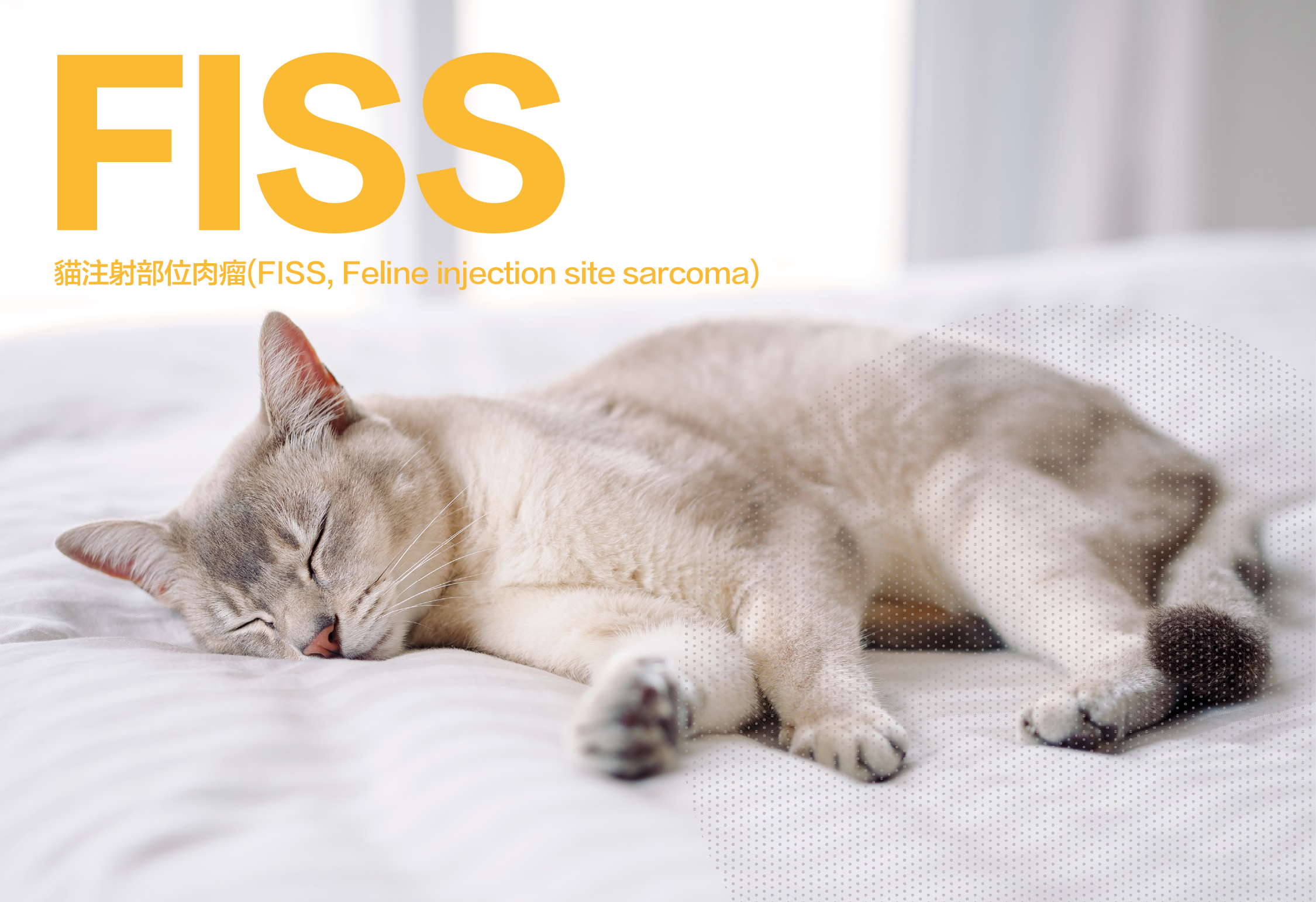 _banner 貓疫苗大dm－7.png