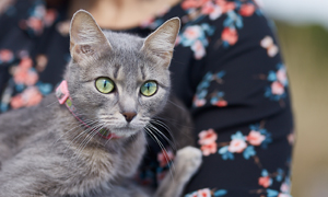 危險的貓咪傳染病！認識貓白血病