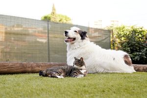 犬貓慢性腎病之營養控管五大重點