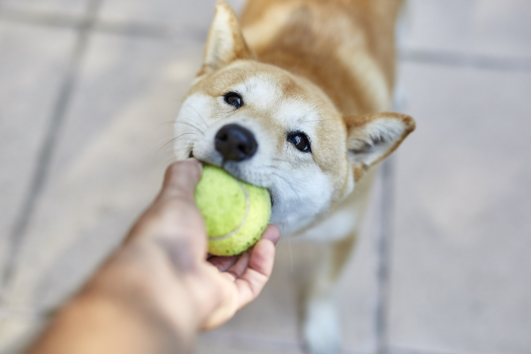 如何幫犬貓清潔耳朵