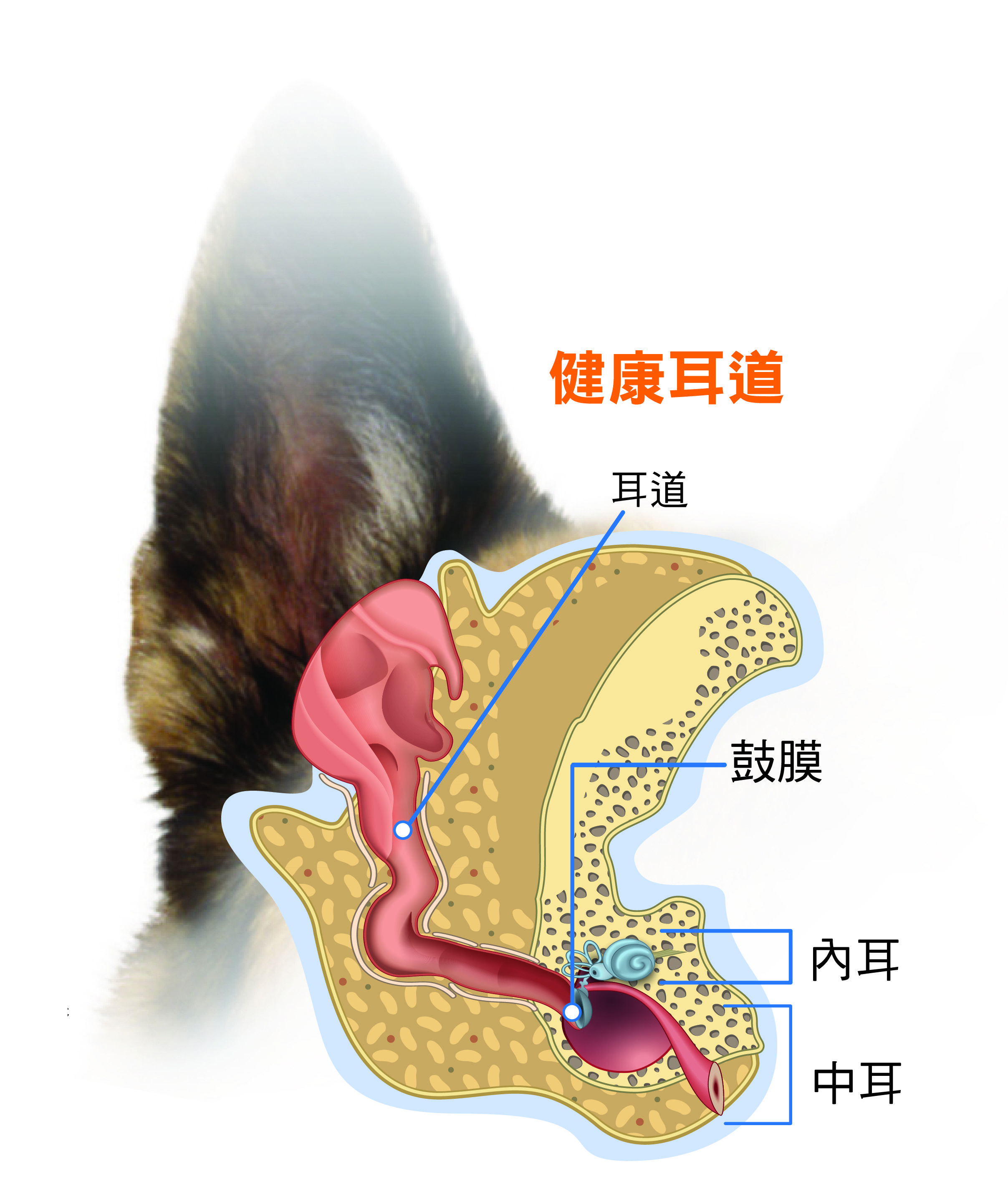 健康耳道結構圖