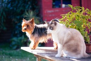 COVID-19疫情之下，與毛孩的相處之道