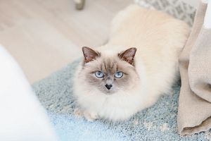 貓咪想尿卻尿不出來｜淺談貓的下泌尿道疾病 FLUTD