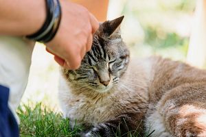 實用貓咪除蚤技巧