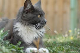 貓咪跳蚤預防簡單2步驟，有效除蚤一次掌握