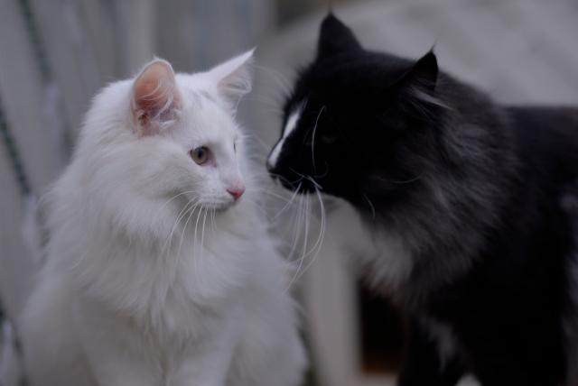 國際最新貓疫苗施打計畫比較