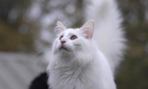 老年動物保健小常識