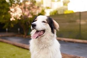 SIS皮膚創新科學