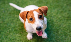 關於體外寄生蟲，你應該要知道的5件事