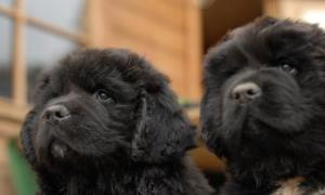 關於皮膚表皮障壁