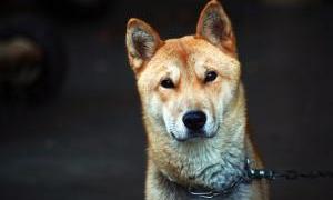 認識犬貓失智症