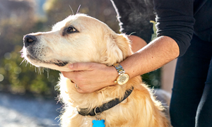 如何幫狗狗洗澡?