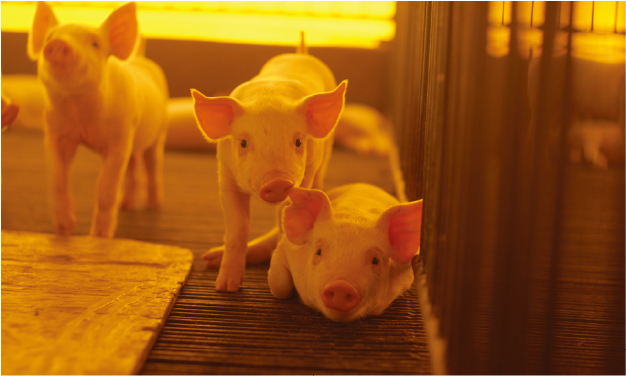 PCV2全球流行基因型別研究