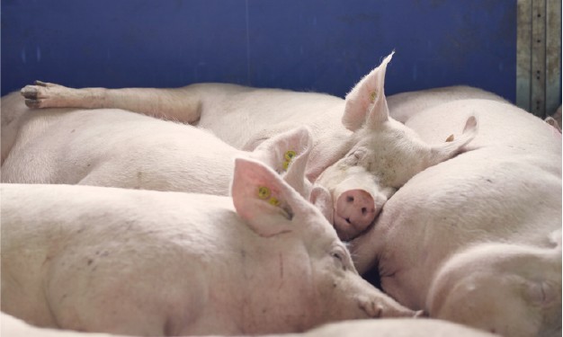 韓國PCV2現況及研究