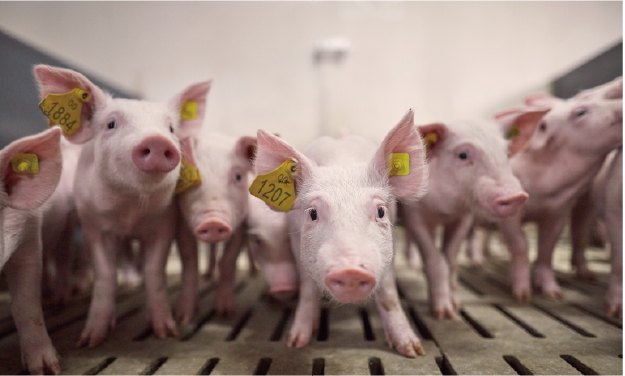 2021維克巡迴線上研討會-護豬神乳-9/30