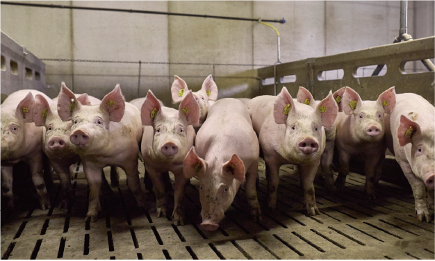 PCV2d國際疫苗研究