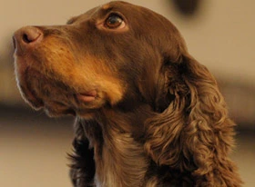 犬