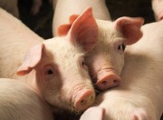 護豬神乳! 維克獨創初乳檢測PCV2抗體